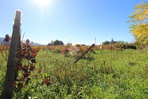 TER. AGRICOLO A REGGIO DI CALABRIA