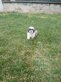 Shih Tzu