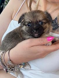 Cucciolo di chihuahua
