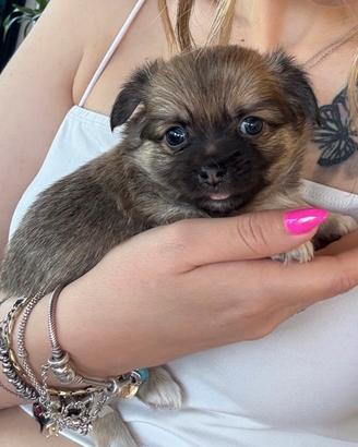 Cucciolo di chihuahua