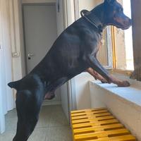 Maschio dobermann per riproduzione