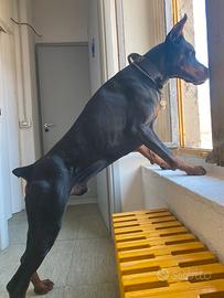 Maschio dobermann per riproduzione