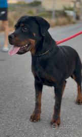 Rottweiler