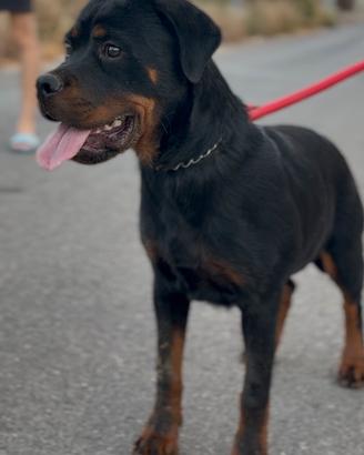 Rottweiler