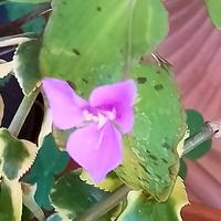 Trandescantia Tinantia pringlei