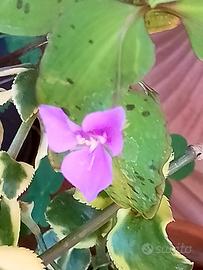 Trandescantia Tinantia pringlei