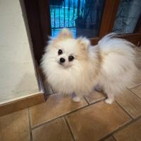 Spitz di Pomerania per monta