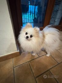 Spitz di Pomerania per monta