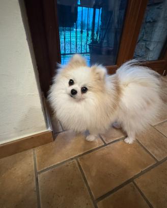 Spitz di Pomerania per monta