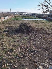 Terreno Agricolo 2.500 mq con Alberi da Frutto