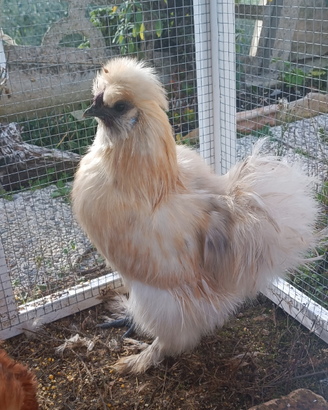 Galli Moroseta