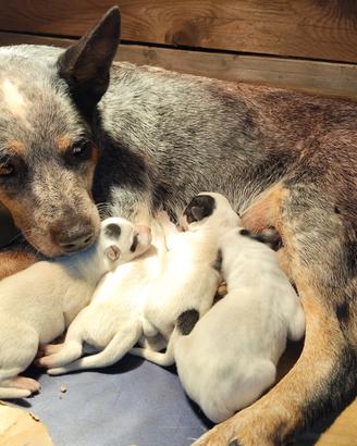 Cuccioli di Australian Cattledog
