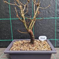 Bonsai di Cerro (Quercus Cerris) 306