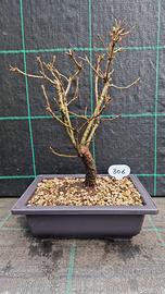 Bonsai di Cerro (Quercus Cerris) 306