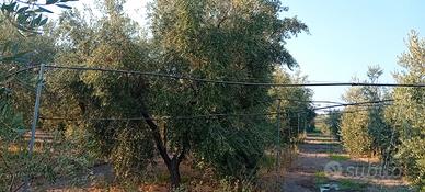 Terreno agricolo oliveto