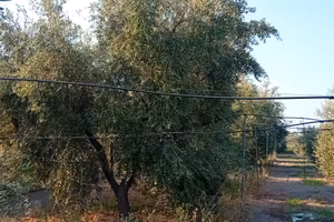 Terreno agricolo oliveto