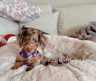 BASSOTTO kaninchen ARLECCHINO occhi Azzurri