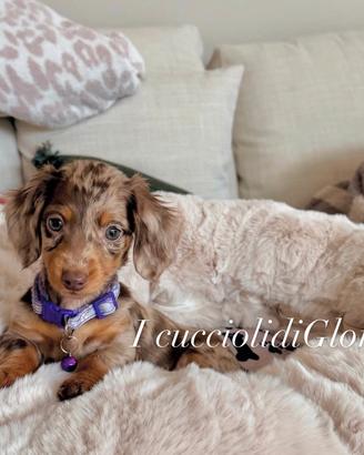 BASSOTTO kaninchen ARLECCHINO occhi Azzurri