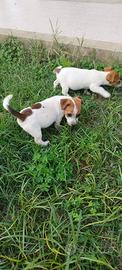 Cucciole Jack Russell