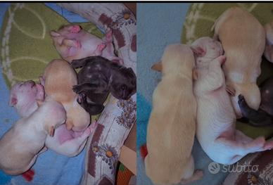 Cuccioli di Chihuahua femmina a pelo corto
