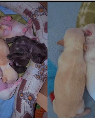 Cuccioli di Chihuahua femmina a pelo corto