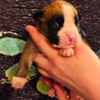 Cuccioli boxer