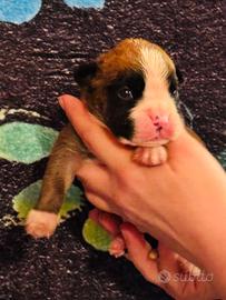 Cuccioli boxer