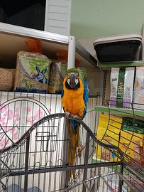 Pappagallo ara arauna