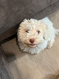 Lagottina avviata al tartufo