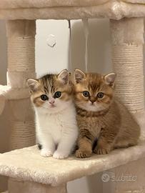 Cuccioli Gatti British Shorthair campioni pedigree