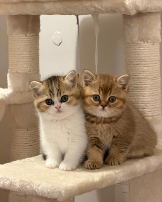 Cuccioli Gatti British Shorthair campioni pedigree