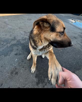 Sono Pablo Adottatemi