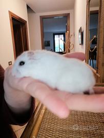Criceto lemming