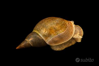 Lymnaea stagnalis