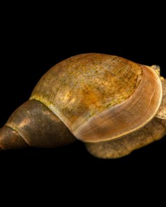 Lymnaea stagnalis