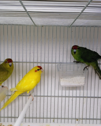 Kakariki vari colori