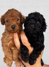 Cuccioli di barboncino toy