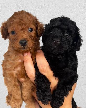Cuccioli di barboncino toy