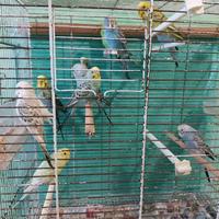 Cocorite ancestrali e mutazioni