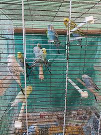 Cocorite ancestrali e mutazioni