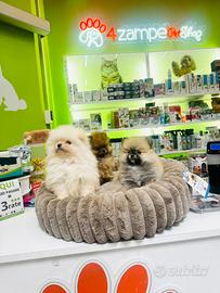 Spitz di Pomerania Toy