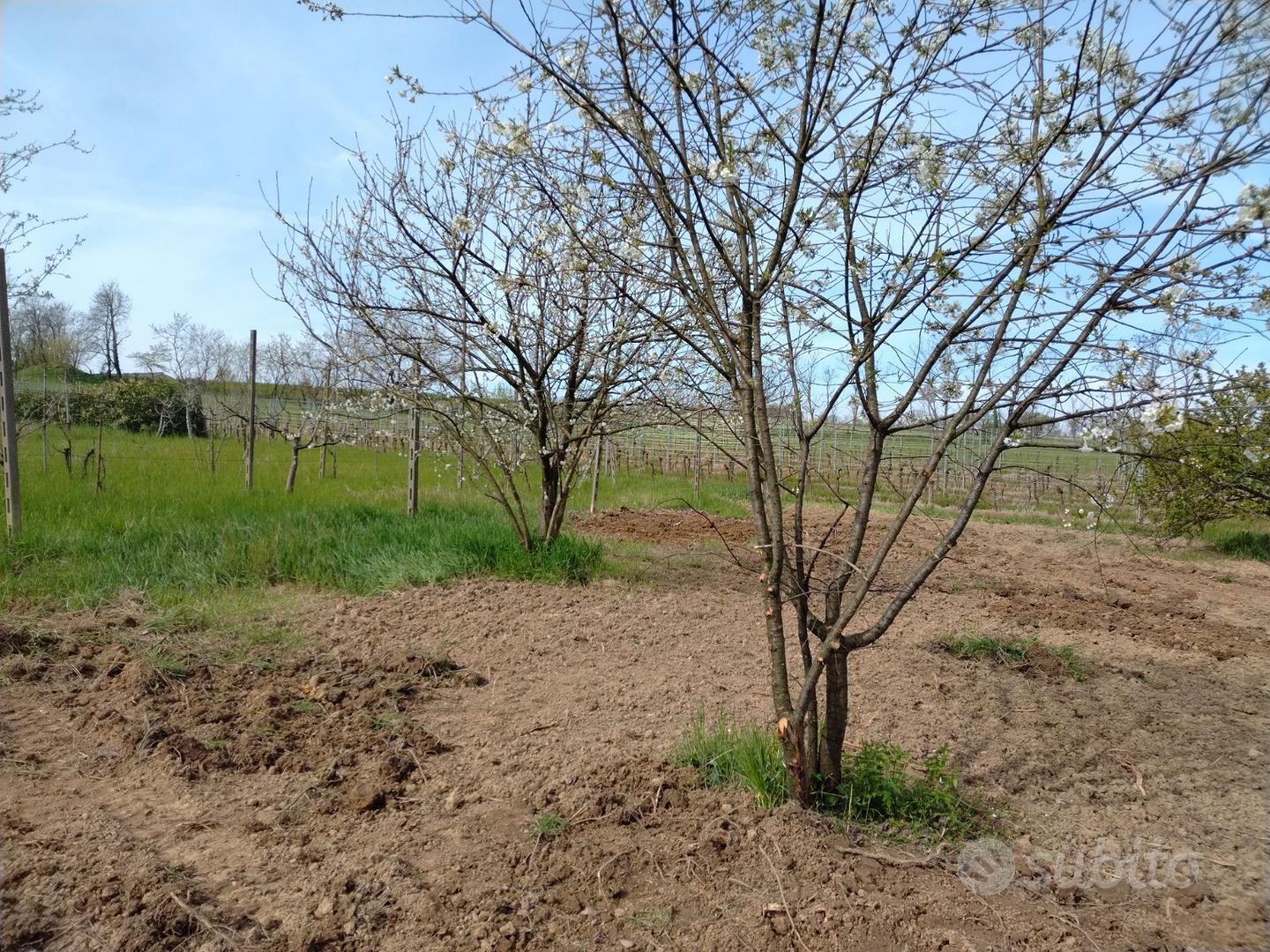 Terreno agricolo - Vista 5