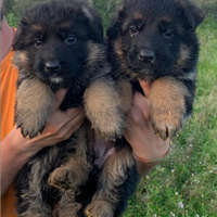 Cuccioli di pastore tedesco