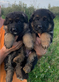 Cuccioli di pastore tedesco