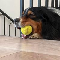 Stallone per cucciolata