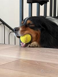 Stallone per cucciolata