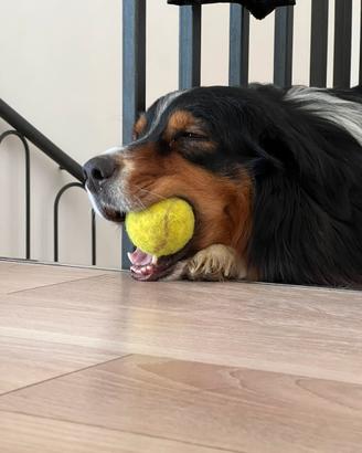 Stallone per cucciolata