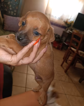 Cucciolo di cane