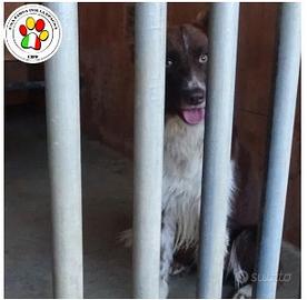 Maschio mix border collie - 1 anno circa