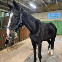 Cavalla da scuola o compagnia